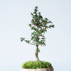 八房香丁木のミニ盆栽｜マーブルのうつわ 5枚目の画像