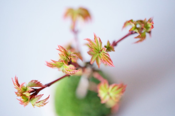 清姫モミジのミニ盆栽｜桃色のうつわ 4枚目の画像