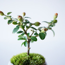 カマツカコケモモのミニ盆栽｜マーブルのうつわ 7枚目の画像