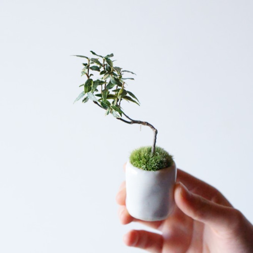 斑入植物集 | 植物図鑑 - 植木農家のお店 通販はこちら「両筑