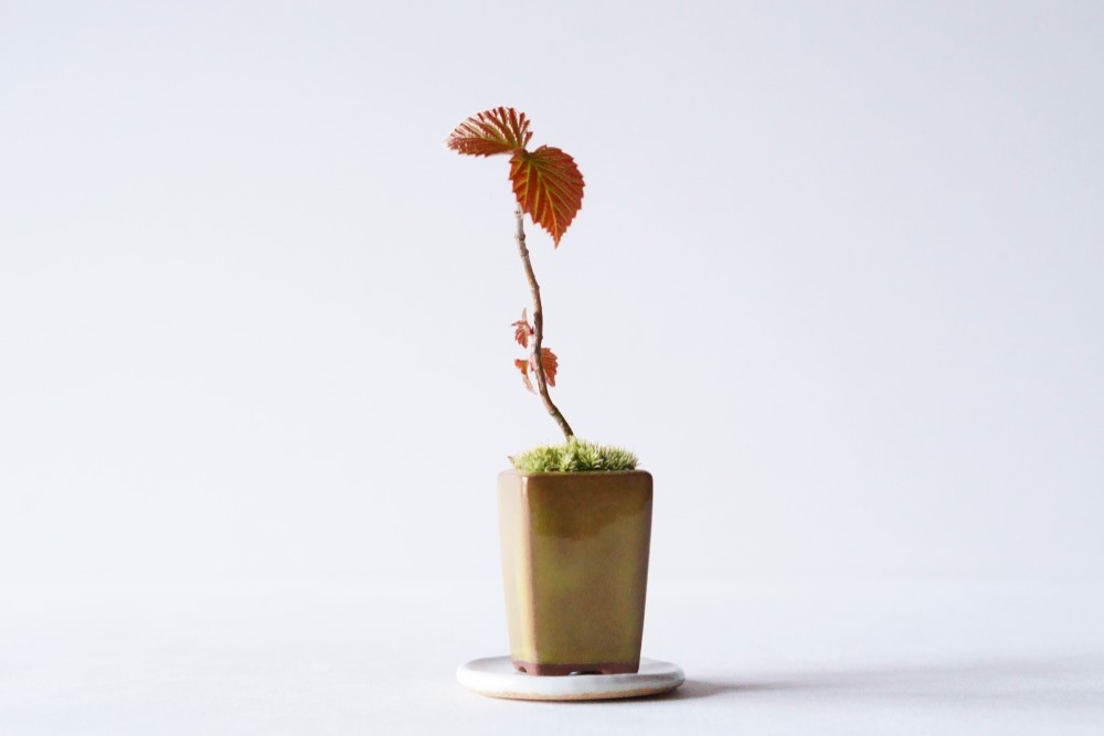 ガマズミ　双幹　実付き盆栽　ガマズミ盆栽