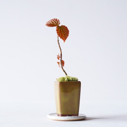 ガマズミのミニ盆栽｜黄土色のうつわ その他インテリア雑貨 Sekibokka