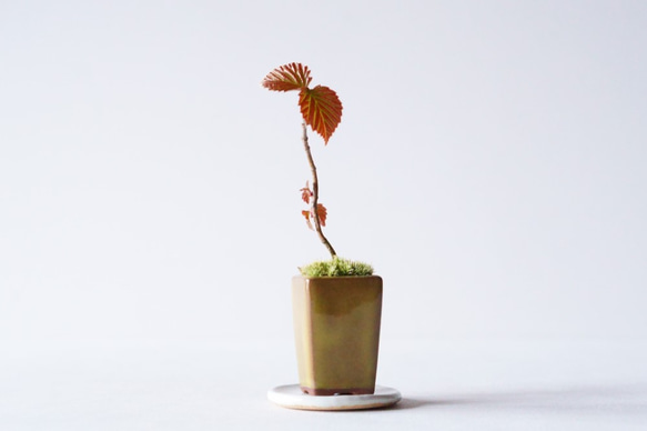 ガマズミのミニ盆栽｜黄土色のうつわ その他インテリア雑貨 Sekibokka