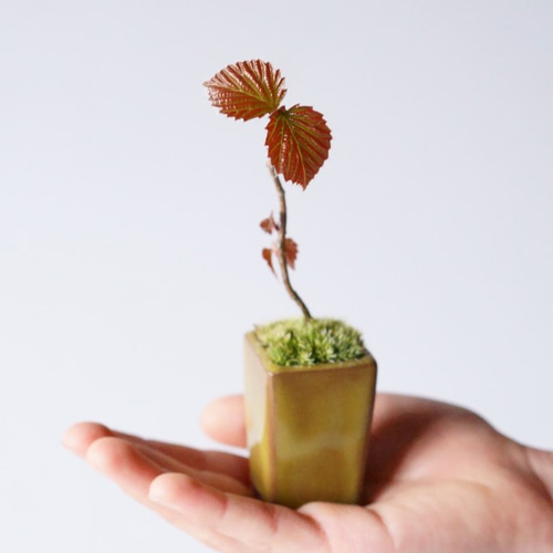 三河盆栽　ガマズミ　盆栽 スッキリしすぎのガマズミ - YouTube