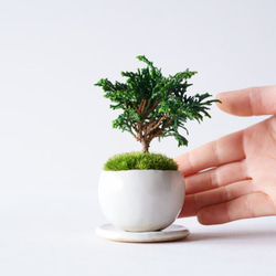 津山ヒノキのミニ盆栽｜白いうつわ 2枚目の画像