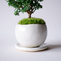 津山ヒノキのミニ盆栽｜白いうつわ 7枚目の画像