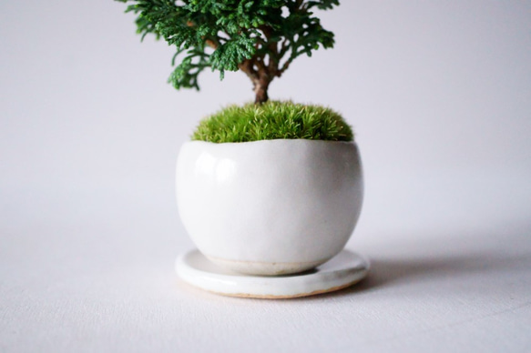 津山ヒノキのミニ盆栽｜白いうつわ 7枚目の画像