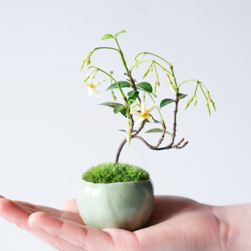 テイカカズラ 斑入り 盆栽 3.5号陶器鉢つき 古木?曲がり?極太