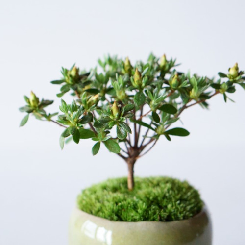 深山キリシマのミニ盆栽｜うぐいす色のうつわ アートフラワー