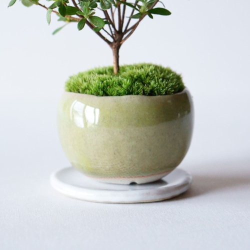 深山キリシマのミニ盆栽｜うぐいす色のうつわ アートフラワー