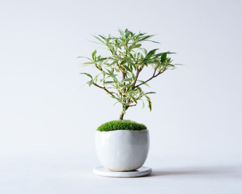 Ysh_sugawara69様用 フォローワー様100人記念❗️クチナシ盆栽