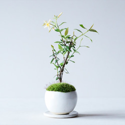 「室内でも楽しめる香りと彩り ― テイカカズラの盆栽」 植木 盆栽 テイカカズラ」の人気商品一覧 | 安い商品を通販