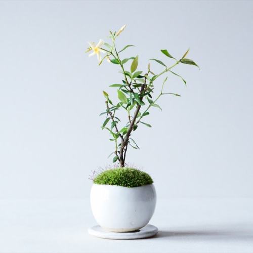 テイカカズラのミニ盆栽｜萩色のうつわ その他インテリア雑貨