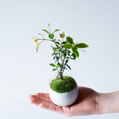 テイカカズラのミニ盆栽｜萩色のうつわ その他インテリア雑貨