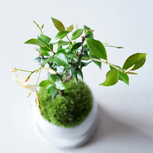 テイカカズラのミニ盆栽｜萩色のうつわ その他インテリア雑貨