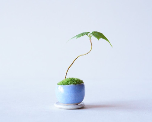 瓜膚楓（ウリハダカエデ）盆栽 SS003 盆栽創 / 瓜膚楓（ウリハダカエデ）盆栽 SS003