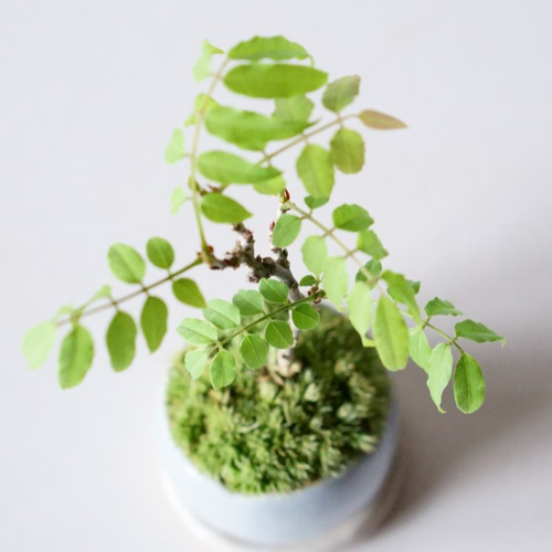 小藤　(コフジ)　[模様木]　中品盆栽 小藤 (コフジ) [模様木] 中品盆栽