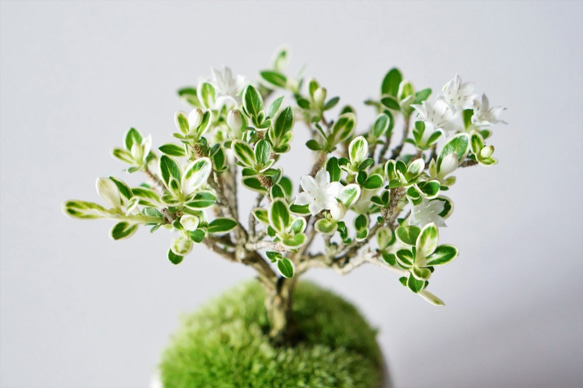 白鳥花のミニ盆栽｜白いうつわ 7枚目の画像