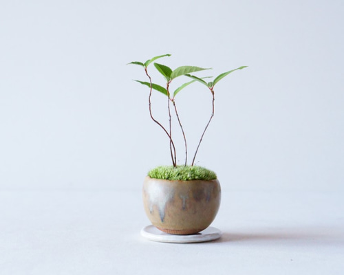 キブシ、小品盆栽。 キブシのミニ盆栽｜青霞のうつわ その他インテリア雑貨 Sekibokka 通販