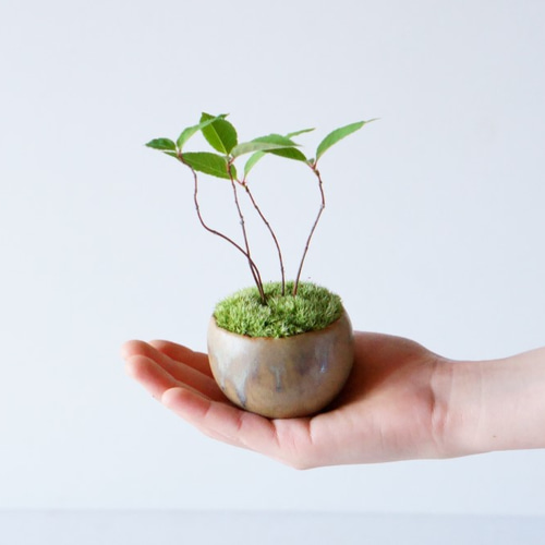 キブシのミニ盆栽｜青霞のうつわ その他インテリア雑貨 Sekibokka 通販