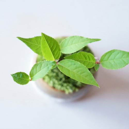 キブシのミニ盆栽｜青霞のうつわ その他インテリア雑貨 Sekibokka 通販