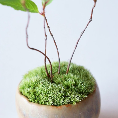 キブシのミニ盆栽｜青霞のうつわ その他インテリア雑貨 Sekibokka 通販