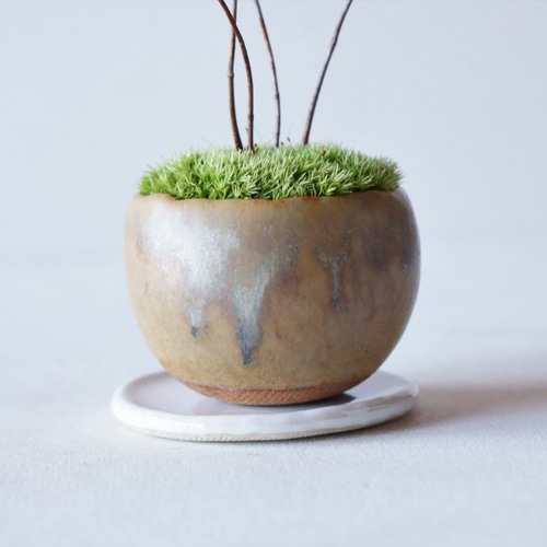 キブシのミニ盆栽｜青霞のうつわ その他インテリア雑貨 Sekibokka 通販