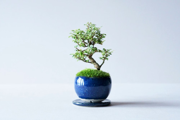 【送料無料】金芽ケヤキのミニ盆栽｜藍色のうつわ：受け皿セット 1枚目の画像