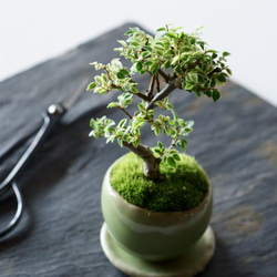 送料無料】金芽ケヤキのミニ盆栽｜若草のうつわ：受け皿セット
