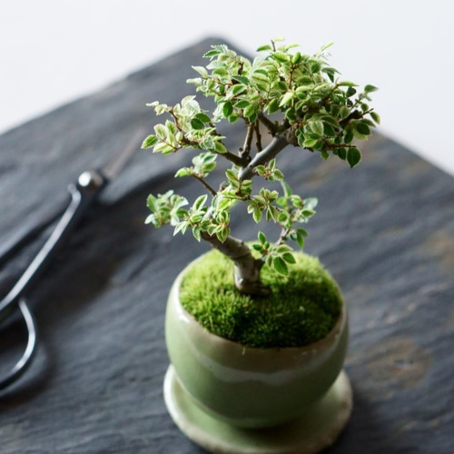送料無料】金芽ケヤキのミニ盆栽｜若草のうつわ：受け皿セット アート