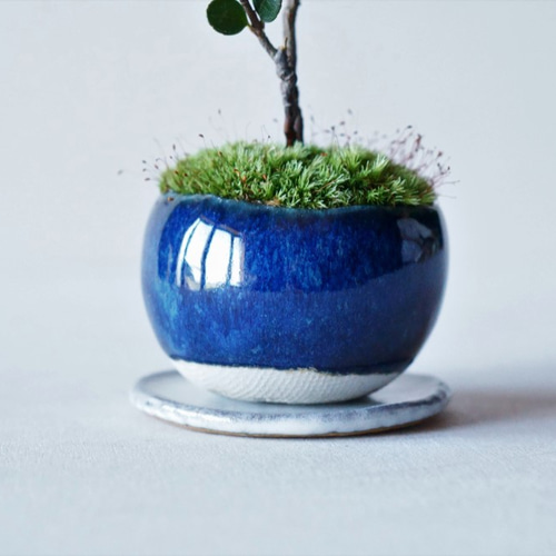 マルバシャリンバイのミニ盆栽｜藍色のうつわ アートフラワー