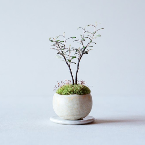コロキアのミニ盆栽｜淡黄のうつわ その他インテリア雑貨 Sekibokka