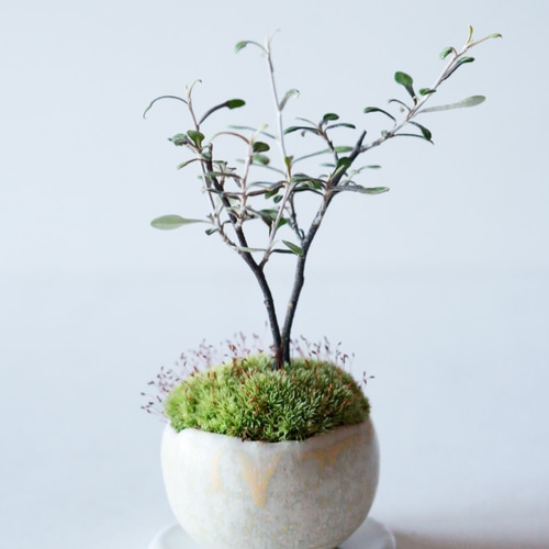 コロキアのミニ盆栽｜淡黄のうつわ その他インテリア雑貨 Sekibokka