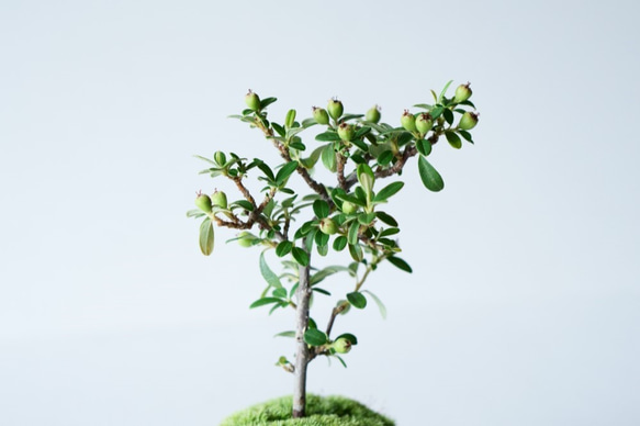 カマツカコケモモのミニ盆栽｜萩のうつわ 7枚目の画像