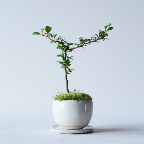 長寿梅のミニ盆栽｜白いうつわ その他インテリア雑貨 Sekibokka 通販