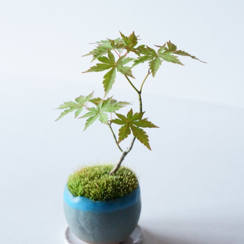ヤマモミジのミニ盆栽｜天色のうつわ その他インテリア雑貨 Sekibokka