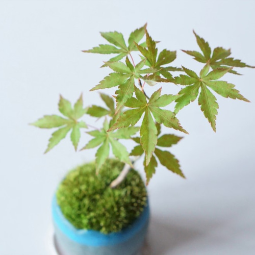 ヤマモミジのミニ盆栽｜天色のうつわ その他インテリア雑貨 Sekibokka