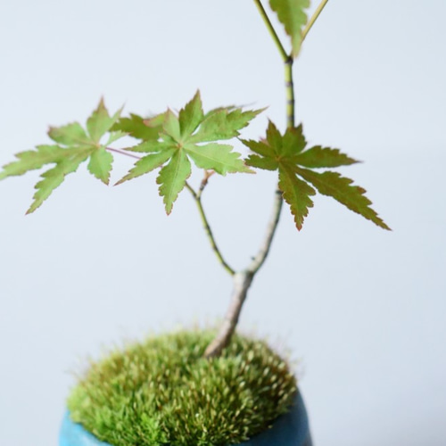 ヤマモミジのミニ盆栽｜天色のうつわ その他インテリア雑貨 Sekibokka