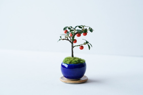 カマツカコケモモのミニ盆栽｜瑠璃色のうつわ 2枚目の画像