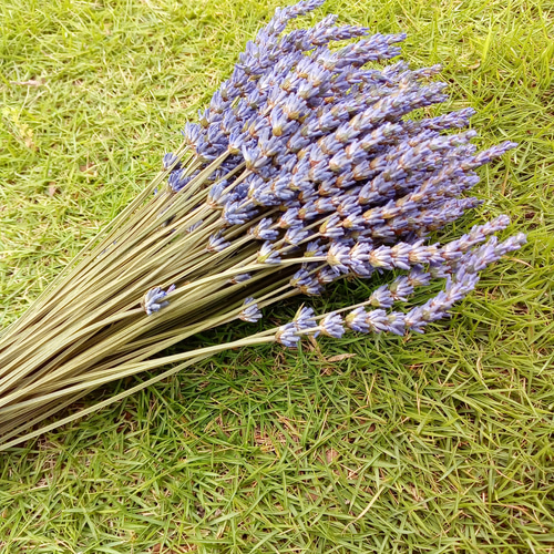 ✿専用✿ラベンダー　ドライフラワー 2022年度産✾ラベンダー・グロッソ☆100本ドライフラワー ドライ