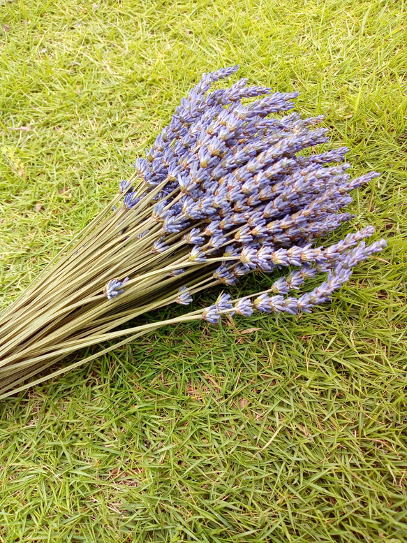 2022年度産✾ラベンダー・グロッソ☆100本ドライフラワー ドライ