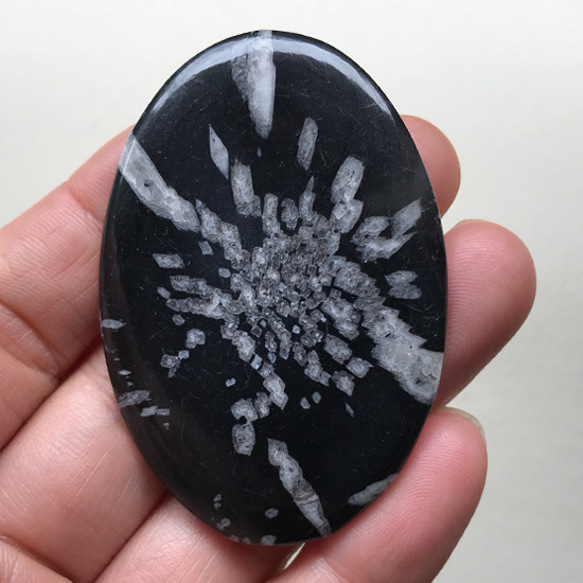 菊花石chrysanthemum stone