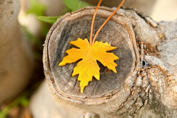 【2021年秋季福袋】6件組流行單肩包、扣環背包、皮夾、皮革配件 第3張的照片