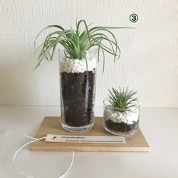 多肉植物・フェイク・ガラス2個セット（木板トレイ付き） 9枚目の画像
