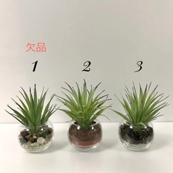 多肉植物・フェイク・ガラス・2個セット（No.2とNo.3) 4枚目の画像