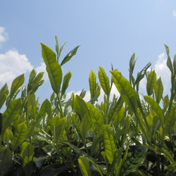 ☆貴重な三重県大台町産有機かぶせ茶☆有機かぶせ茶を使った無添加かぶせ茶ミルクジャム。 7枚目の画像