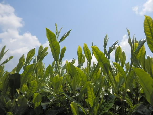 ☆貴重な三重県大台町産有機かぶせ茶☆有機かぶせ茶を使った無添加かぶせ茶ミルクジャム。 7枚目の画像