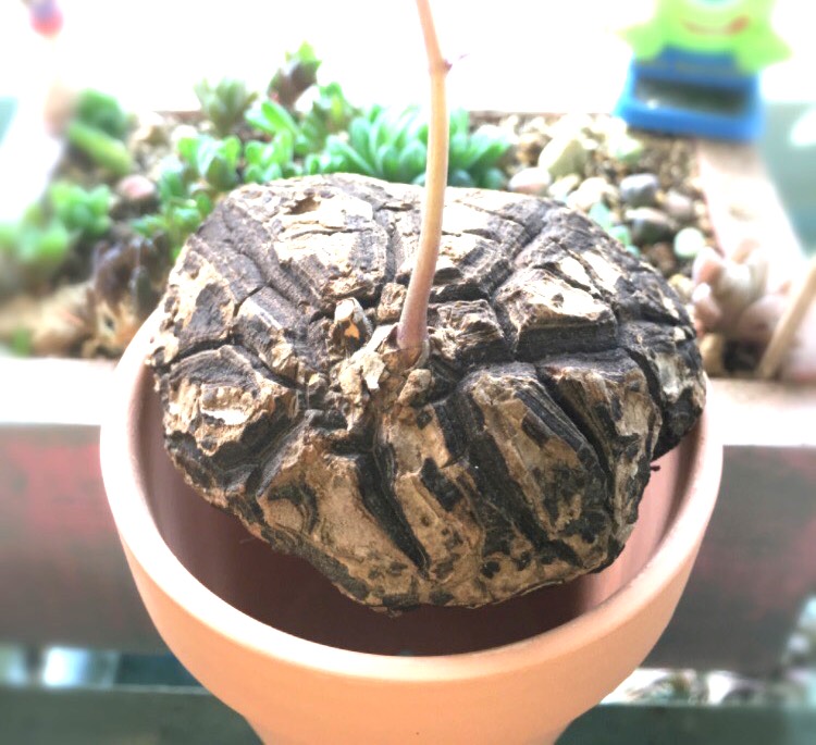 激レア☆特価☆メキシコ亀甲竜☆多肉植物☆コーデックス