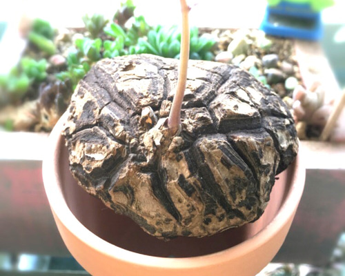 激レア☆特価☆メキシコ亀甲竜☆多肉植物☆コーデックス テラリウム