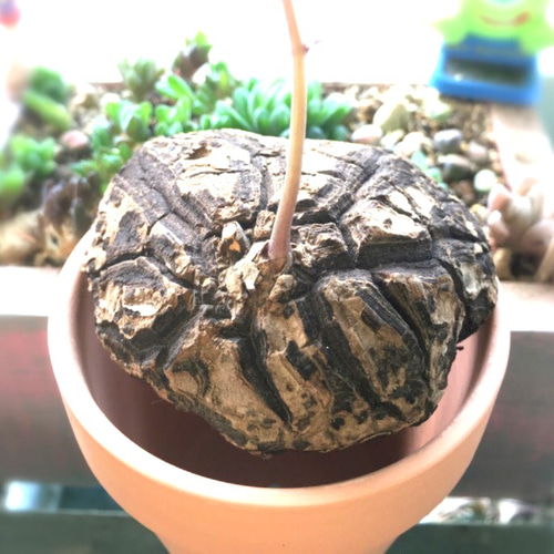 最終値下げ メキシコ亀甲竜　現地球　美株 2026年最新】亀甲竜 現地球の人気アイテム - メルカリ